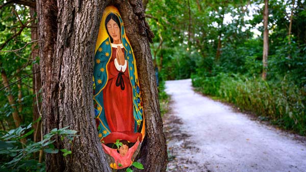 A vibrant, painted image of the Virgin of Guadalupe is mounted in a hollow of a tree beside a walking path.