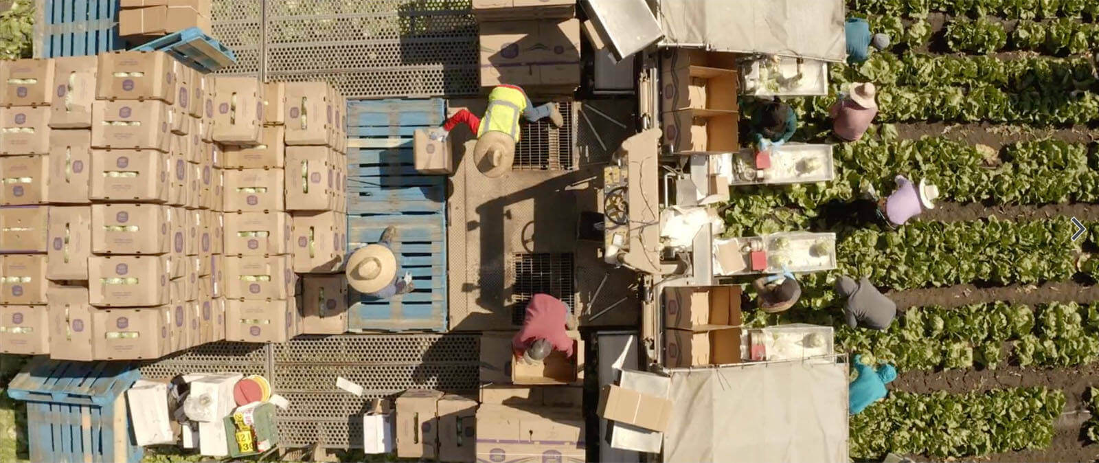 Overhead view of farmers working the land