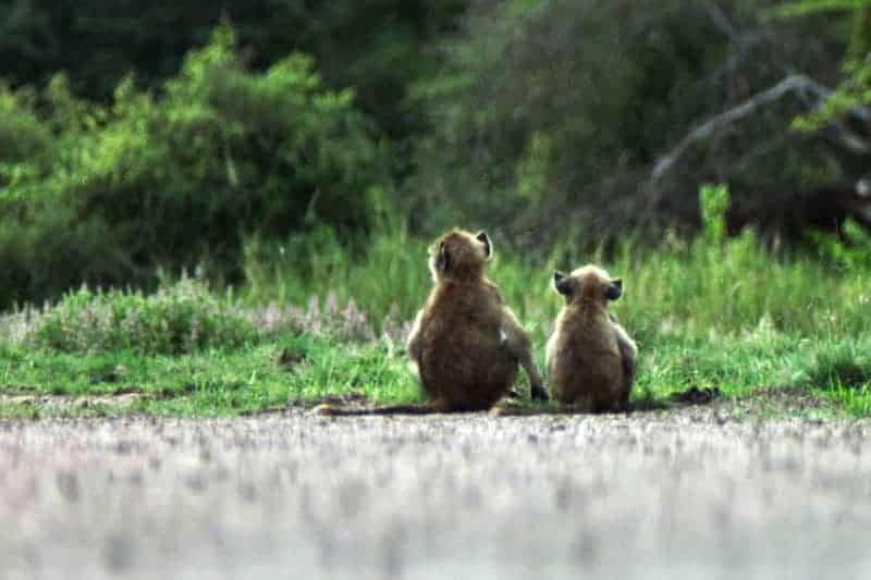 Two baby baboons sit on a dirt road, looking out at a grassy field.