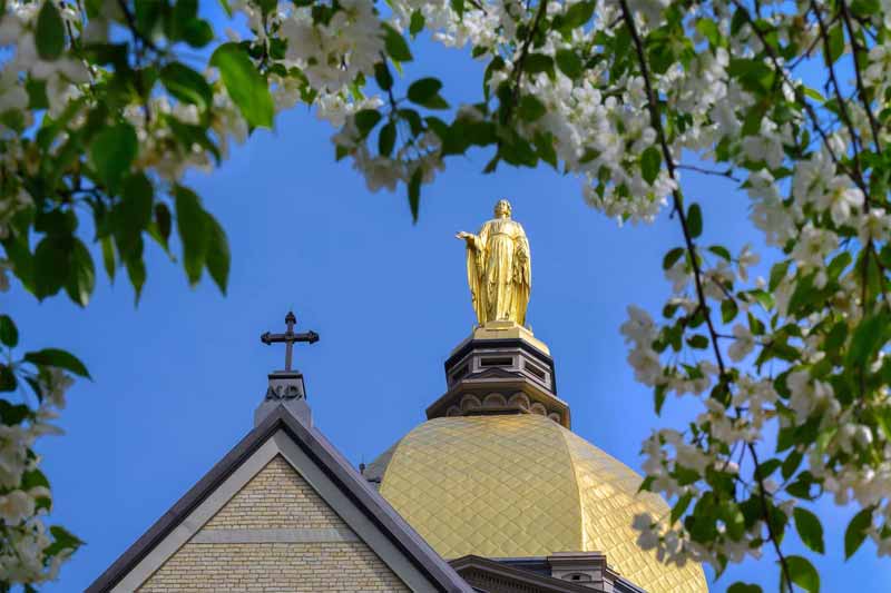 The Golden Dome of the Main Building on the Notre Dame campus, framed by blooming white flowers. 