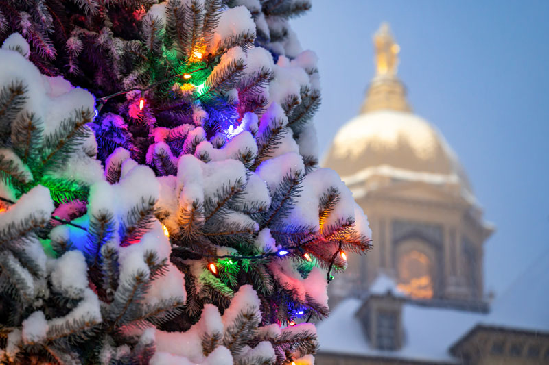 Close-up of a snow-covered pine tree with colorful Christmas lights, with the Main Building gold dome visible out of focus in the background.