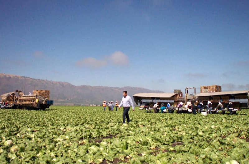 A man in a blue shirt and white pants walks through a green agricultural field with workers and harvesting equipment in the background. 