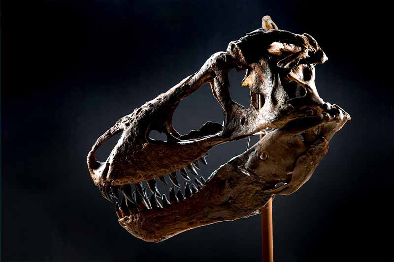 A dinosaur skull, with sharp teeth and a dark brown color, is displayed on a stand.