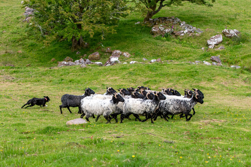 A black-and-white sheepdog herding a flock of sheep across a green, grassy field. The sheep are a mix of white and black, with some having black faces and prominent horns. The landscape in the background consists of a grassy hill with scattered rocks and a tree