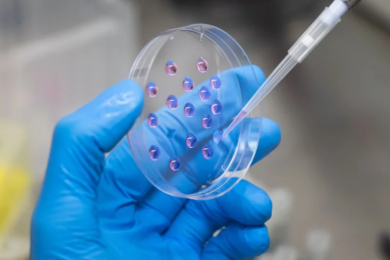 A gloved hand holds a petri dish with purple liquid drops, and a pipette is dispensing more liquid into one of the drops.