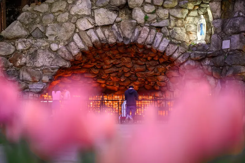A man kneels in prayer before the illuminated Grotto of Our Lady of Lourdes at Notre Dame, with pink flowers blurred in the foreground and a Virgin Mary statue above.