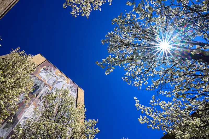 A low-angle view of the Hesburgh Library at Notre Dame, partially obscured by flowering trees under a bright blue sky with a sunburst.