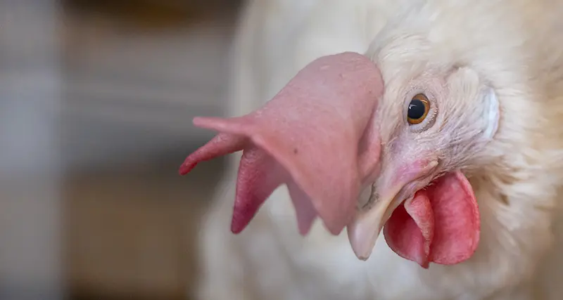 A chicken looking toward the camera in a farm setting.