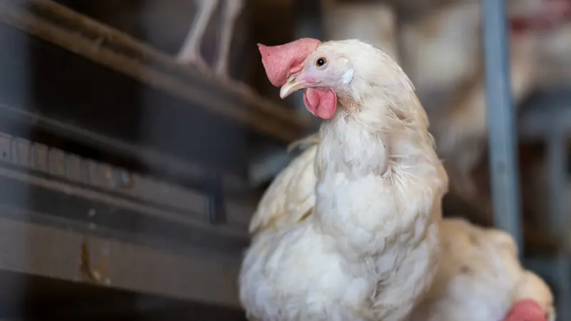 A lone chicken looks left with the background of the interior of a barn is out of focus.
