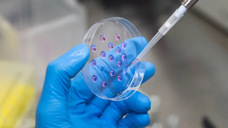 A person in blue nitrile gloves holds a petri dish with pink-and-purple liquid drops, using a pipette to add more liquid.