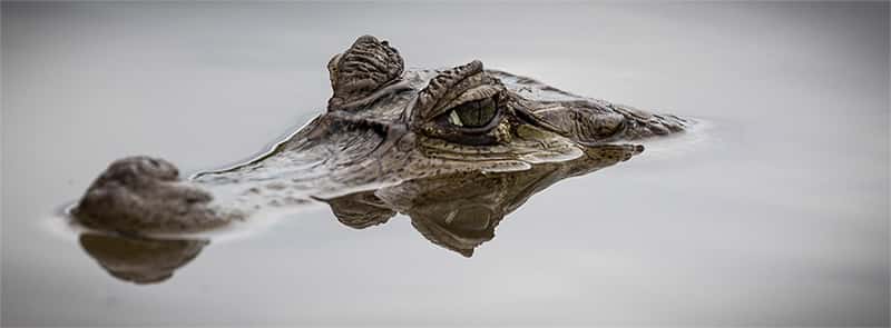 A caiman, a relative of the alligator, peeks out from the top of the water, only its eyes and snout are above water.
