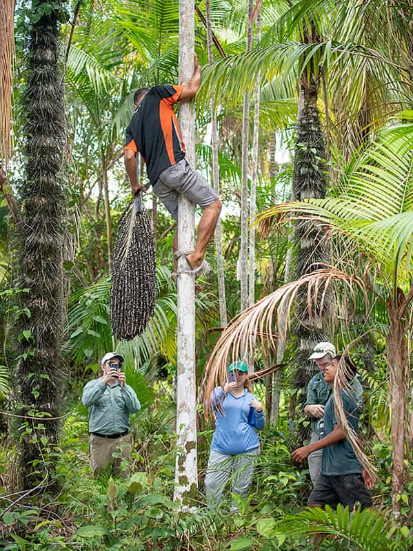 A man climbs down a tree holding acai berrie that he just cut off, bystanders below him take photos and video.