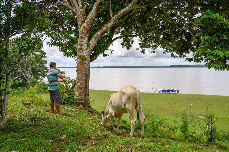 A man stands next to a tree cutting up a coconut and a cow eats grass next to him, a river in the distance.