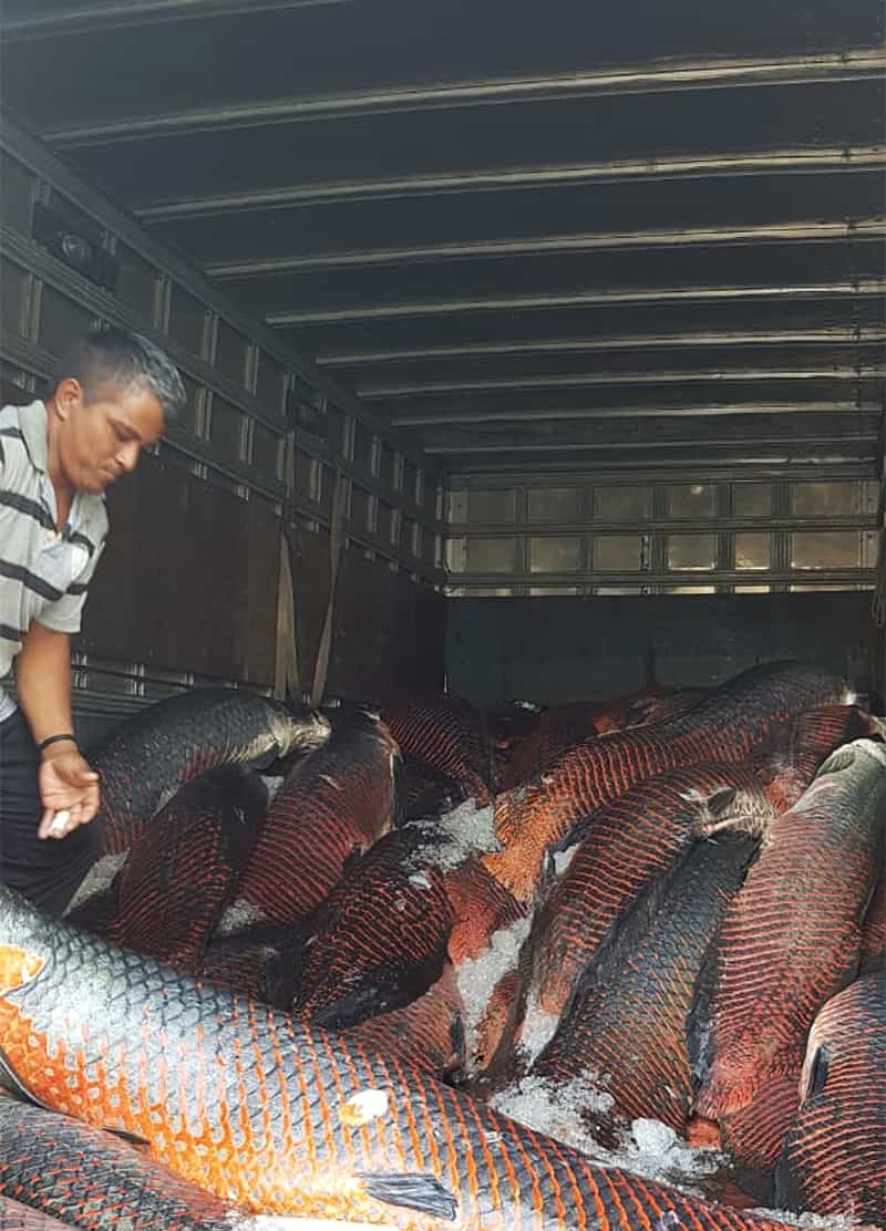 A truck full of hunted pirarucu lay on ice.