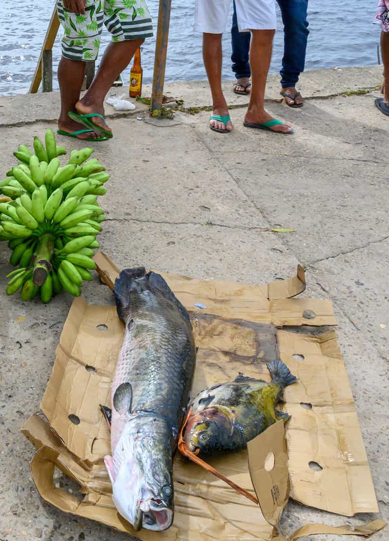 Two freshly caught fish, one a small pirarucu, lay on top of a piece of cardboard on the ground near fisherman.