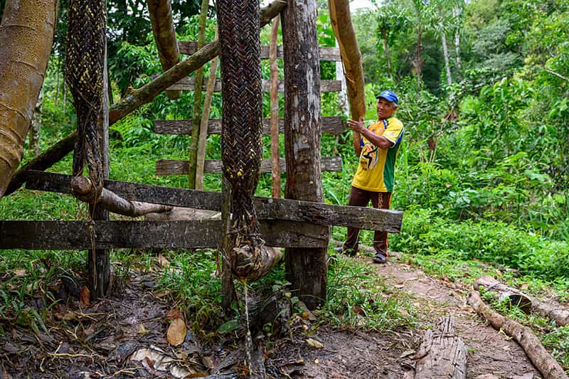 A man stuffs the wet root flower inside a tipiti which helps squeeze out water to soften and detoxify.