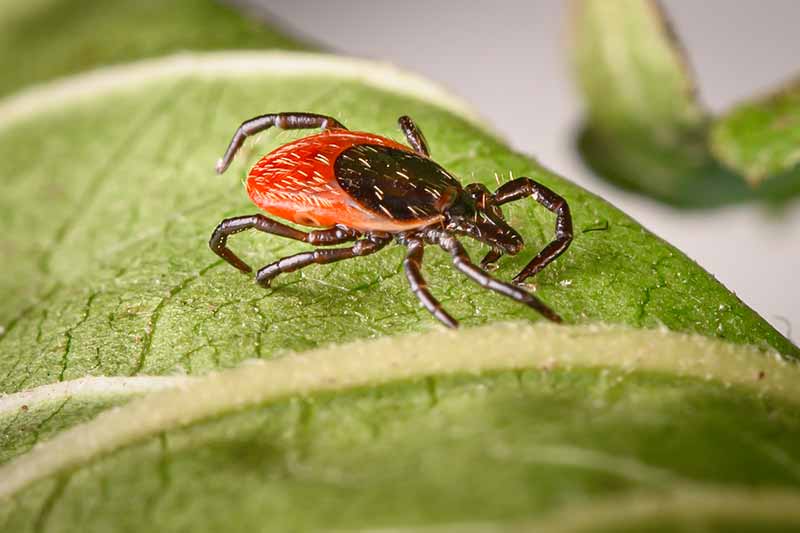 A close up of a tick on a leaf.