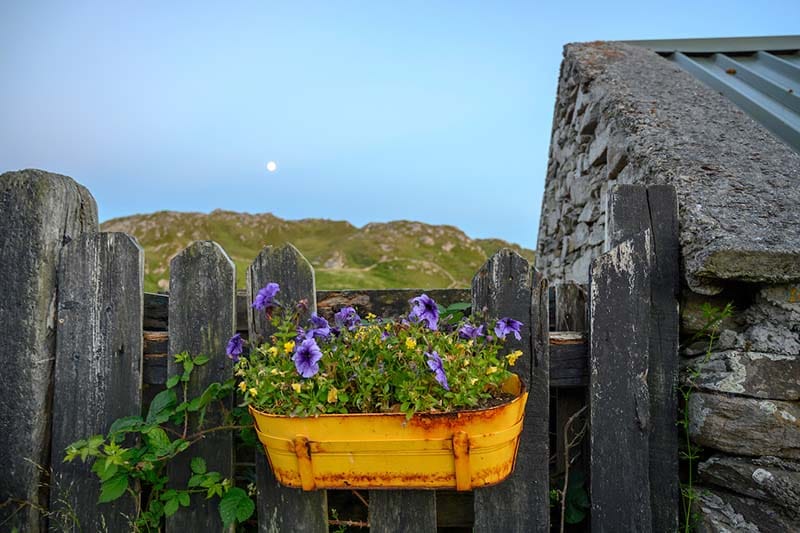 A golden basket holds purple petunias. The basket hangs from a wooden fence next to a stone building. It is dusk and a full moon hangs in the distance.