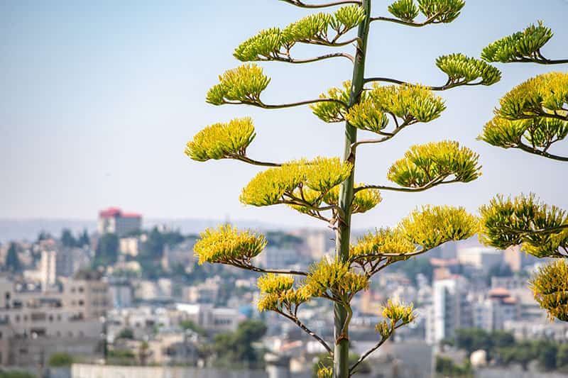 A vivid, green tree is focused in the foreground, a city is blurred out in the background.