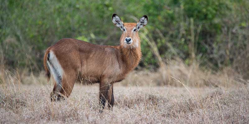 Uganda kob grazes in Queen Elizabeth National Park.