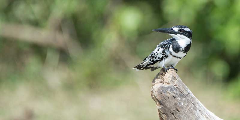 A tour of wildlife in Queen Elizabeth Park with Kagera Safaris.