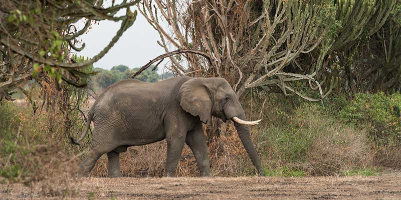 An elephant walks through grassy fields.