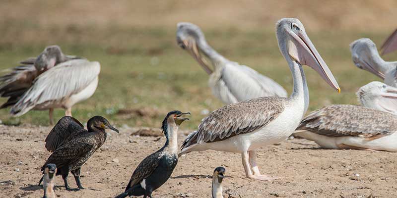 A flock of birds near a watering hole along the Kazinga Channel in Queen Elizabeth National Park.