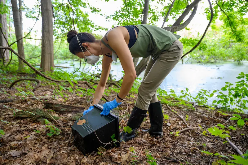 A female researcher in a mask and gloves bends down to adjust a black box on the ground in a wooded area with water nearby.