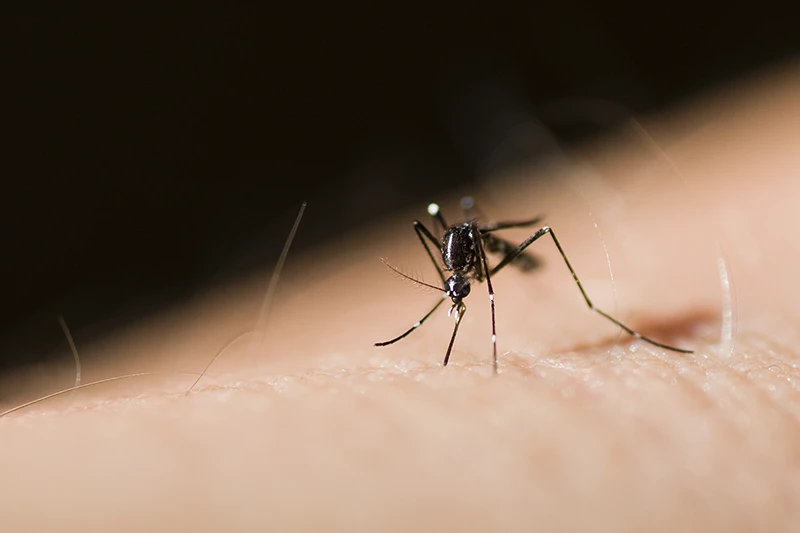 A close up view of a mosquito on a human arm.