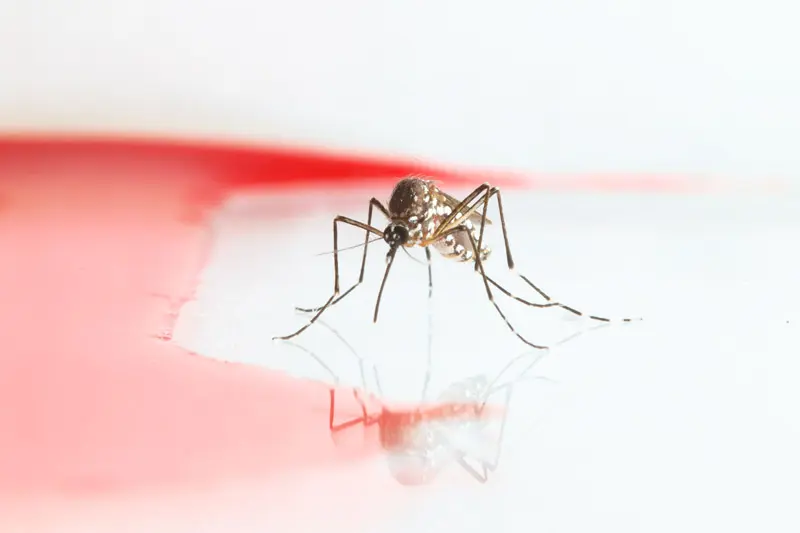Aedes aegypti mosquito with white markings on its legs, standing on a white surface with a red liquid.