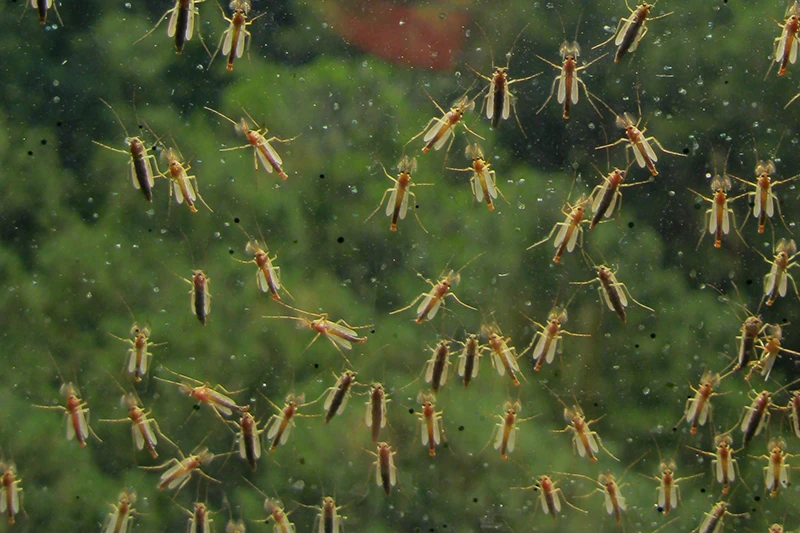 Mosquitos on a window with a blurred, wooded background.